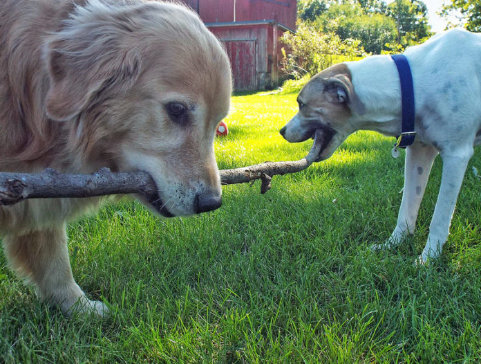 Dogs playing