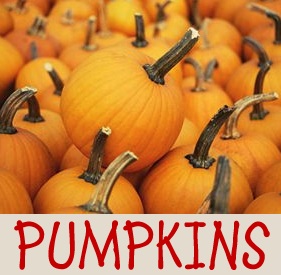 Pumpkins at Afton Apple Orchard